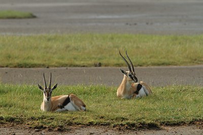 BUITEN BEELD Foto: 104110