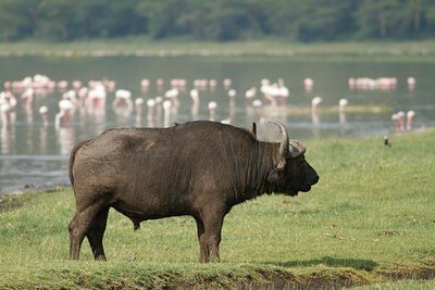 BUITEN BEELD Foto: 104165