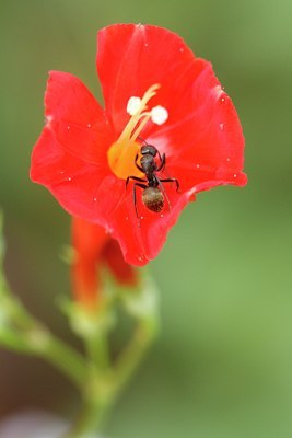 BUITEN BEELD Foto: 104280