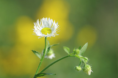 BUITEN BEELD Foto: 104329