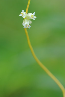 BUITEN BEELD Foto: 104338