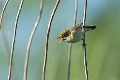 BUITEN BEELD Foto: 104358