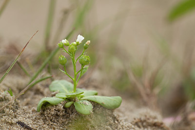 BUITEN BEELD Foto: 104436