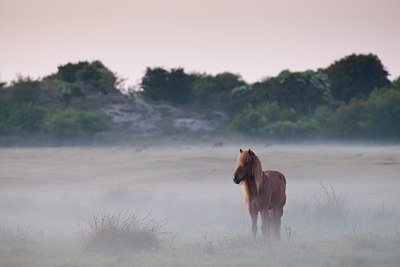 BUITEN BEELD Foto: 104464