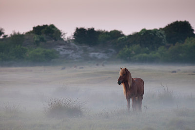 BUITEN BEELD Foto: 104465
