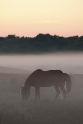 BUITEN BEELD Foto: 104469