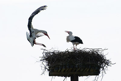 BUITEN BEELD Foto: 104475