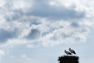 BUITEN BEELD Foto: 104480