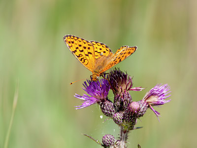 BUITEN BEELD Foto: 104500