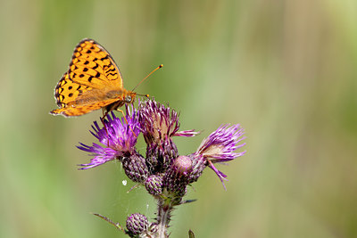 BUITEN BEELD Foto: 104502