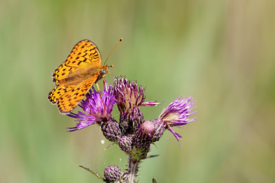 BUITEN BEELD Foto: 104504