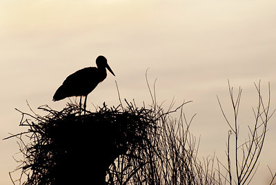 BUITEN BEELD Foto: 104507