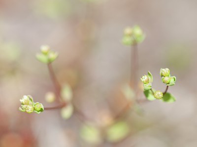 BUITEN BEELD Foto: 104516