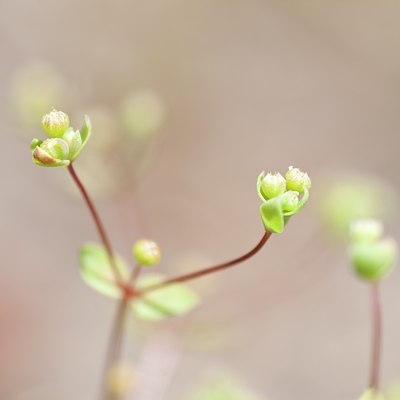 BUITEN BEELD Foto: 104519