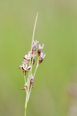 BUITEN BEELD Foto: 104520