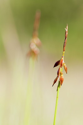 BUITEN BEELD Foto: 104525