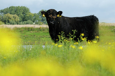 BUITEN BEELD Foto: 104540