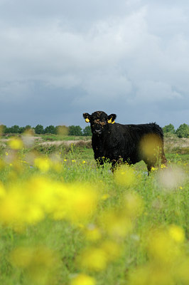 BUITEN BEELD Foto: 104544