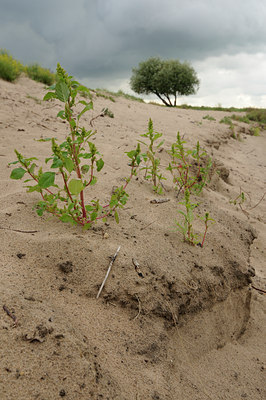 BUITEN BEELD Foto: 104563