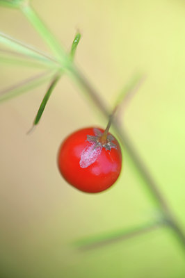 BUITEN BEELD Foto: 104572