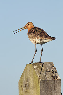BUITEN BEELD Foto: 104602