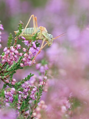 BUITEN BEELD Foto: 104634