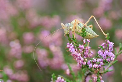 BUITEN BEELD Foto: 104635