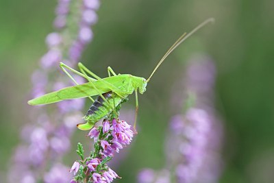 BUITEN BEELD Foto: 104666