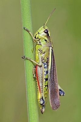 BUITEN BEELD Foto: 104670