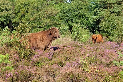 BUITEN BEELD Foto: 104673