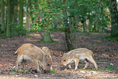 BUITEN BEELD Foto: 104682