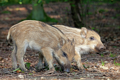 BUITEN BEELD Foto: 104683