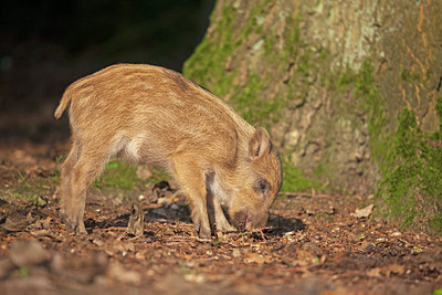 BUITEN BEELD Foto: 104685