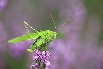 BUITEN BEELD Foto: 104689