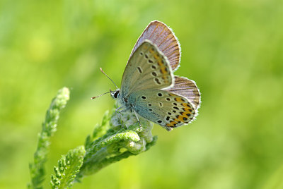 BUITEN BEELD Foto: 104691