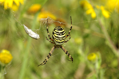 BUITEN BEELD Foto: 104695