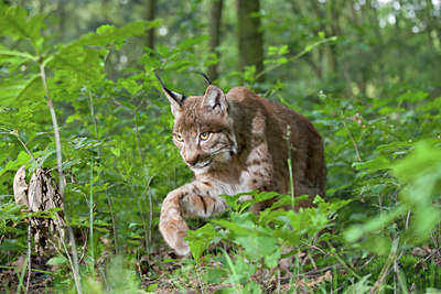 BUITEN BEELD Foto: 104699