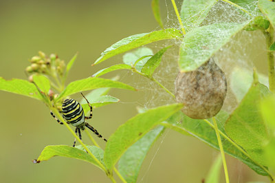 BUITEN BEELD Foto: 105005