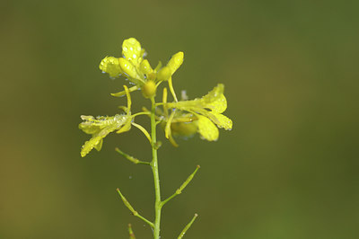 BUITEN BEELD Foto: 105054