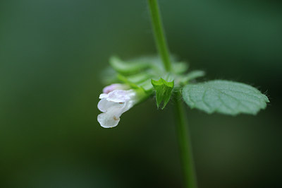 BUITEN BEELD Foto: 105055