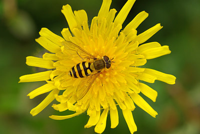 BUITEN BEELD Foto: 105079