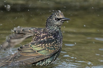 BUITEN BEELD Foto: 105084
