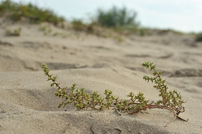 BUITEN BEELD Foto: 105095