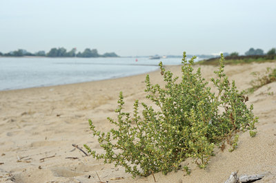BUITEN BEELD Foto: 105097