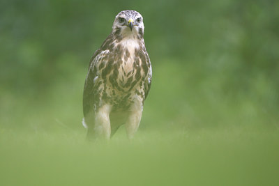 BUITEN BEELD Foto: 105148