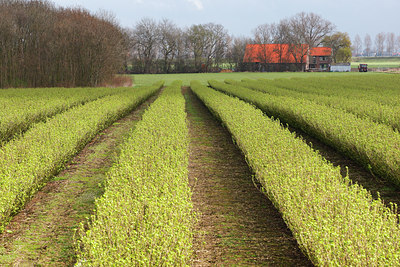 BUITEN BEELD Foto: 105151