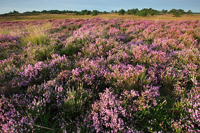 BUITEN BEELD Foto: 105176