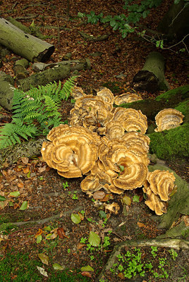 BUITEN BEELD Foto: 105197