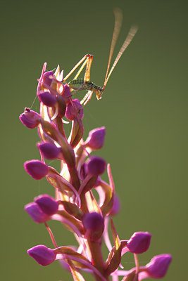BUITEN BEELD Foto: 105246
