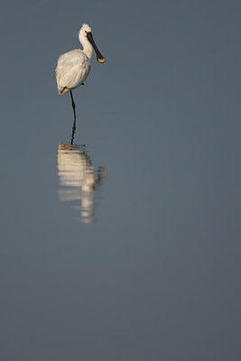 BUITEN BEELD Foto: 105248
